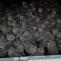 تخم.بلدرچین جوجه بلدرچین بلدرچین بالغ|حیوانات مزرعه|زاهدان, |دیوار