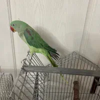 شاه طوطی جوجه تهران اصیل حلقه پا|پرنده|تهران, جلیلی|دیوار