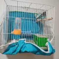 3 عدم مرغ عشق