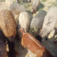 بره نروماده|حیوانات مزرعه|کاشان, مزرعه نواب|دیوار