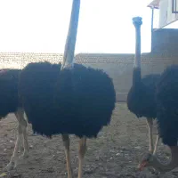 ۴ خانواده شترمرغ مولد|حیوانات مزرعه|مشهد, ادیب نیشابوری (شهرک غرب)|دیوار