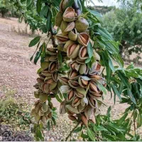 نهالستان فروش‌نهال‌میوه و صنوبر و‌گردو‌ضمانتی