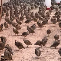 تخم کفتر کبوتر عروس هلندی کوتوله