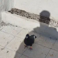 کفتر قره سیاه|پرنده|سبزوار, طبرسی (جعفرآباد)|دیوار