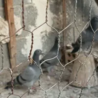 جوجه پلاکی