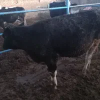 تلیسه|حیوانات مزرعه|فیروزه, |دیوار