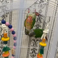 طوطی گرینچیک سالنی مولد