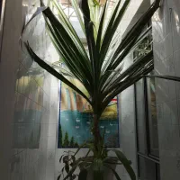 گل پاندانوس