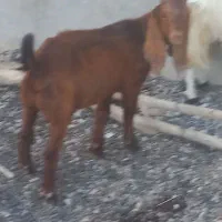 چپش پول دارم۱۰۰
