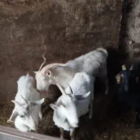 تکه سانن