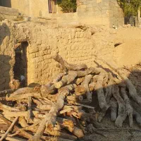 خریدار انواع چوب خشک و تر بابالاترین قیمت|خدمات باغبانی و درختکاری|جوانرود, |دیوار
