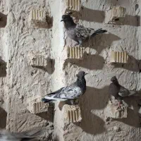 دسته سینه ای هوایی