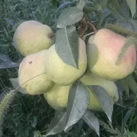 خدمات باغبانی هرس کاری کود دهی