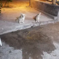 سگ پامر|سگ|آران و بیدگل, |دیوار