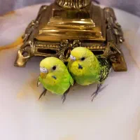 ۲ عدد مرغ عشق ماده خوش رنگ