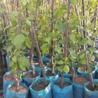 نهال فروشی علی همراهی|خدمات باغبانی و درختکاری|یزد, |دیوار