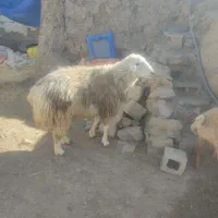 ارشق|حیوانات مزرعه|ارشق, |دیوار