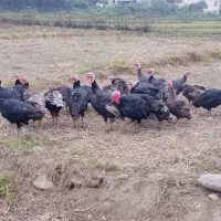 بوقلمون|حیوانات مزرعه|چوبر, |دیوار