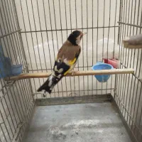 سهره گل قفل جفتی