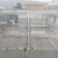 قفس