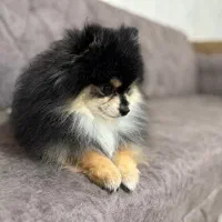 سگ  پامرانین|سگ|شیراز, کوشک میدان|دیوار