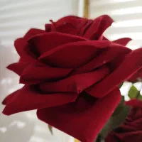 گل رز وافتابگردون بدون گلدان|گل مصنوعی|تهران, هفده شهریور|دیوار