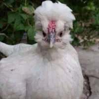 مرغ تخم گذار