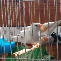 جفت فنج و قفس|پرنده|کرج, چهارصد دستگاه|دیوار