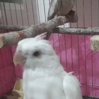 جوجه‌عروس آلبینوونسکافه‌ای(معاوضه)