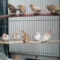 فنچ بنگالی جوجه