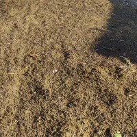 کود حیوانی یک ساله حدود ۳۰ تا ۴۰ تن.