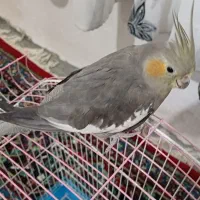 عروس هلندی کم سن