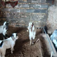 بز کهره دار