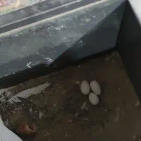 یه جفت طوطی با سه تا تخم|پرنده|بهبهان, |دیوار