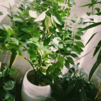 گل پاسیون|گل و گیاه طبیعی|شیراز, شهرک پردیس|دیوار