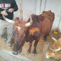 گاو سالم سلامت چالوسی