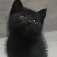بچه گربه ماده