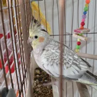 عروس هلندی هرکدام ۴تومان