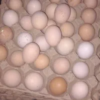 لوبیا سبز و فلفل تندوبادمجان وکدو تخم مرغ|خوردنی و آشامیدنی|بجنورد, |دیوار