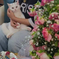 درود،فروش گربه خانگی، سالم قبمت توافقی|گربه|بروجن, |دیوار