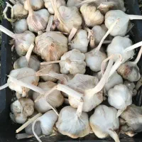 سیر|خوردنی و آشامیدنی|کامیاران, |دیوار
