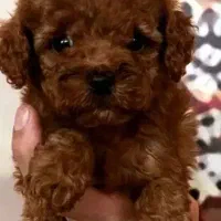 پودل دوماهه