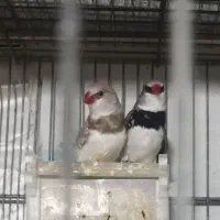 فنچ الماسی کرواتی بنگالی پارسون