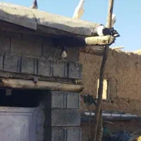 واگذاری سگ توضیحات رو کامل نوشتم با دقت بخون|سگ|کرمانشاه, |دیوار