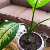 گل دیفن زیبا