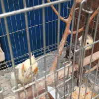 یه جفت عروس هلندی تخم گذار با یه جوجه دو ساله