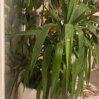 تعداد سه عدد گلدان