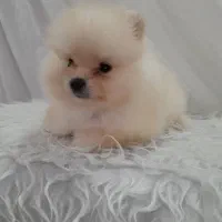 توله سگ|سگ|وحیدیه, |دیوار