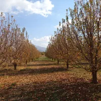 باغ سیب جوان، قابل معاوضه با واحد مسکونی یا تجاری|فروش زمین و ملک کلنگی|سیلوانه, |دیوار