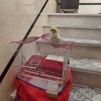 فروش پرنده